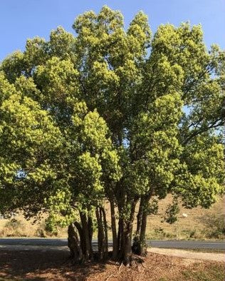 camphor tree - the source ingredients of Wild Organic Wash natural cleaners